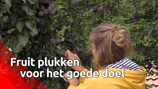 Rosemarijn plukt fruitbomen in andermans tuinen leeg maar met een goede reden [upl. by Enairda372]