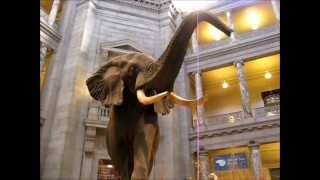 SMITHSONIAN INSTITUTION  Hall of Mammals  Natural History Museum  Washington DC [upl. by Nivanod]