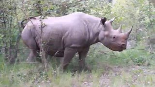 Rhino at Nairobi Tented Camp  Just by the Lounge [upl. by Ettelra299]