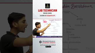 Haemoglobin breakdown  lab techninian classes Dmlt  drt dott haemoglobin breakdown [upl. by Eliak294]