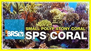 Week 37 Small Polyp Stony corals SPS selection care amp placement  52 Weeks of Reefing [upl. by Siuqramed]