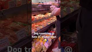 Dog trembles  sight👁️ of animal meat letsgo🥹 animal [upl. by Daughtry642]