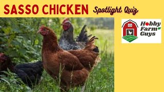 SASSO Chicken Spotlight Quiz [upl. by Sihtnyc622]