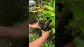 Pecah batang bonsai inspirasibonsai [upl. by Enoek836]