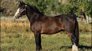 🔥Blaze Cody Horse Sale 2025🔥 [upl. by Recor]