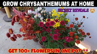 Grow Lots Of ChrysanthemumsShevanti Plant At Home amp How to take 100 Flower in one PotFull Guide🤠 [upl. by Andreana337]