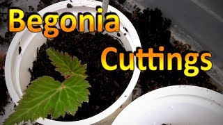 Begonia Propagation  How to Root Cuttings of Begonia and Grow them Through the Winter [upl. by Frodin]