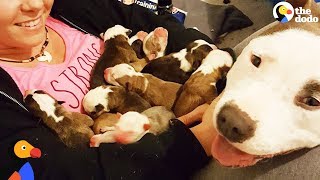 Pit Bull Dog Mom Brings Puppies To Foster Mom PUPPY ADOPTION UPDATE  The Dodo [upl. by Eilyah]