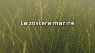 La Zostère marine [upl. by Nelg461]