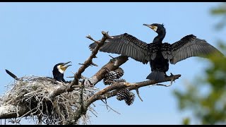 Grand Cormoran  parade nuptiale et nidification Great cormoran in the nest [upl. by Linea214]