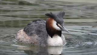 Great Crested Grebe perkoz dwuczuby Podiceps cristatus [upl. by Adam62]