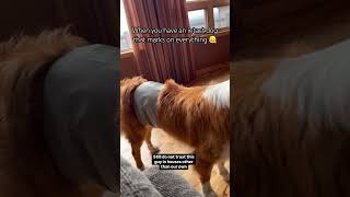 Straight to the belly band dogsofyoutube toller teenagedog maledog boydog boydogproblems lol [upl. by Yemiaj595]