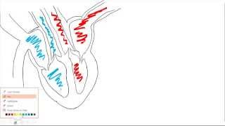 Heart structure and cardiac cycle [upl. by Folberth]