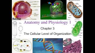 Chapter 3 The Cellular Level of Organization [upl. by Elsy]