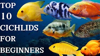 Top 10 Cichlids For Beginners cichlid beginners africancichlids [upl. by Solis]