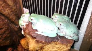 Whites tree frogs croaking on command [upl. by Violetta]