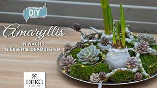 DIYWeihnachtsdeko Amaryllis in Wachs gießen und dekorieren How to Deko Kitchen P [upl. by Boswall]