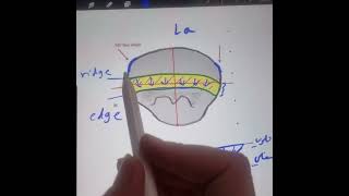 الفرق بين ال incisal ridge and incisal edge للاسنان الاماميه [upl. by Maximilian]