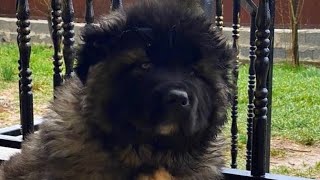 How To Recognize A Purebred Caucasian Shepherd In 1 MINUTE [upl. by Edna]