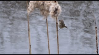 Siberian chiffchaff calling  Siberische tjiftjaf roepend [upl. by Raquel]