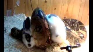 Boa Constrictor Eating Rabbit vid is graphic u holierthanthou types dont watch [upl. by Aniat]