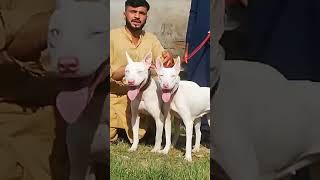 Pure kohati gultair dog [upl. by Ajiat]