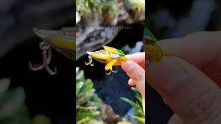 GRANDER MUSASHI LURE shorts grandermusashi lure gewang bandai review [upl. by Rdnaskela]