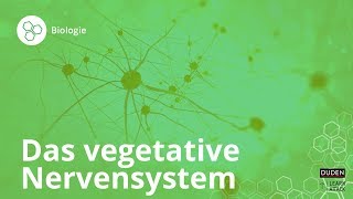 Das vegetative Nervensystem – einfach erklärt – Biologie  Duden Learnattack [upl. by Karl]