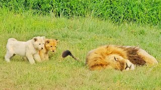 Naughty Lion Cubs Bother Dad Trying to Sleep [upl. by Papst]