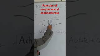 Function of enzyme acetylcholinesteraseentomology insecticides enzymes insects [upl. by Sell462]