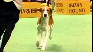 American Foxhound  AKC Dog Breed Series [upl. by Utter]