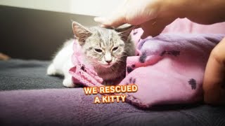 We Rescued A Kitty 🐈  PAWSOME PETS [upl. by Auod]