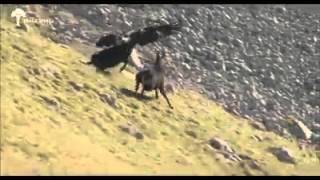 sorprendente ataque de aguila vs venado [upl. by Atiuqal]