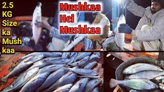 Mushkaa Hei MushkaaKing Croaker Fish On See The Rain Of Croaker Fish 25 KG Ka Mushkaa [upl. by Awjan]