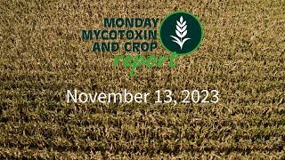 Monday Mycotoxin and Crop Report for November 13 2023 [upl. by Haas]