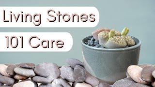 How to care for Lithops┃Living Stones 101 [upl. by Frear566]