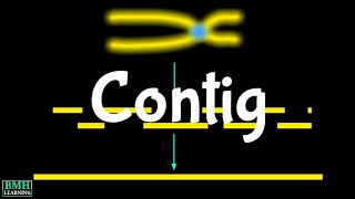 Contig  What Are Contigs amp Reads [upl. by Colvert]