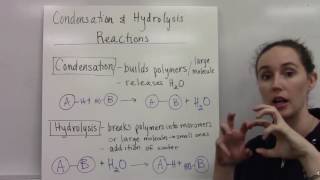 Condensation and Hydrolysis Reactions [upl. by Heaps]