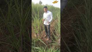 आजचे प्लॉट व्हिजिट sugarcane झेंडुपिक चवळी sandipkarande karyonorganic Boss boff [upl. by Adaner]