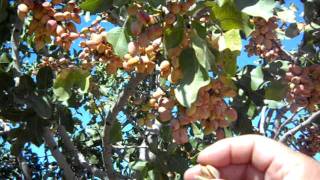 Pistachio Trees Load For Harvest [upl. by Avrenim]