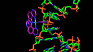 RuTAP3  DNA binding model [upl. by Hannej]