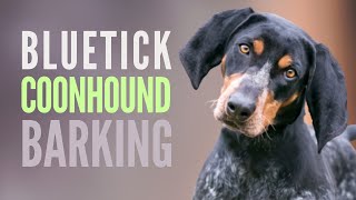 Bluetick Coonhound Barking Sounds SFX 8 Different Grunts Howls [upl. by Myrtia327]