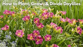 How to Plant Grow and Divide Daylilies [upl. by Linette]