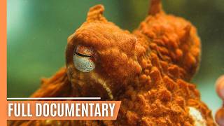 Secrets of the Deep The Mysterious Lives of Giant Pacific Octopuses  Free Documentary [upl. by Arahc]