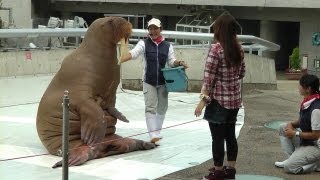 大分・うみたまご水族館のセイウチショー 腹筋など Walrus Performance in Umitamago Aquarium [upl. by Aniala469]