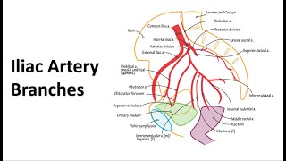 Pelvic Arteries Memory Tricks [upl. by Leggat]