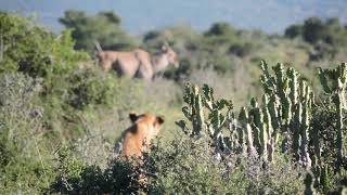 Lions Hunting Oryx  Gemsbok [upl. by Agnesse]