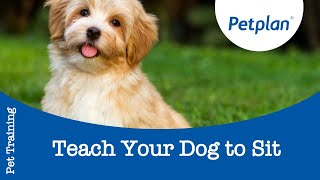 How to Train a Dog to Sit  Petplan [upl. by Gavan]