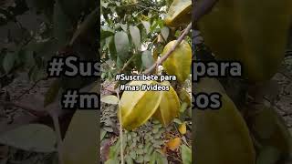 propiedades dela carambolas tips frutas [upl. by Sualohcin]