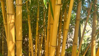 Phyllostachys vivax ‘Aureocaulis’ update  July 7th 2024 [upl. by Tarryn702]